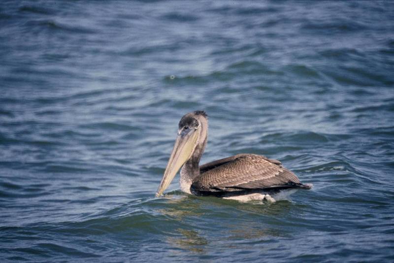 Brown Pelican (Pelecanus occidentalis) {!--갈색사다새-->; DISPLAY FULL IMAGE.