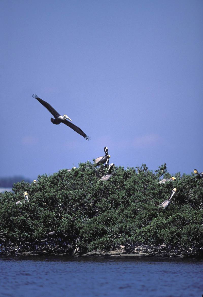 Brown Pelicans (Pelecanus occidentalis) {!--갈색사다새-->; DISPLAY FULL IMAGE.