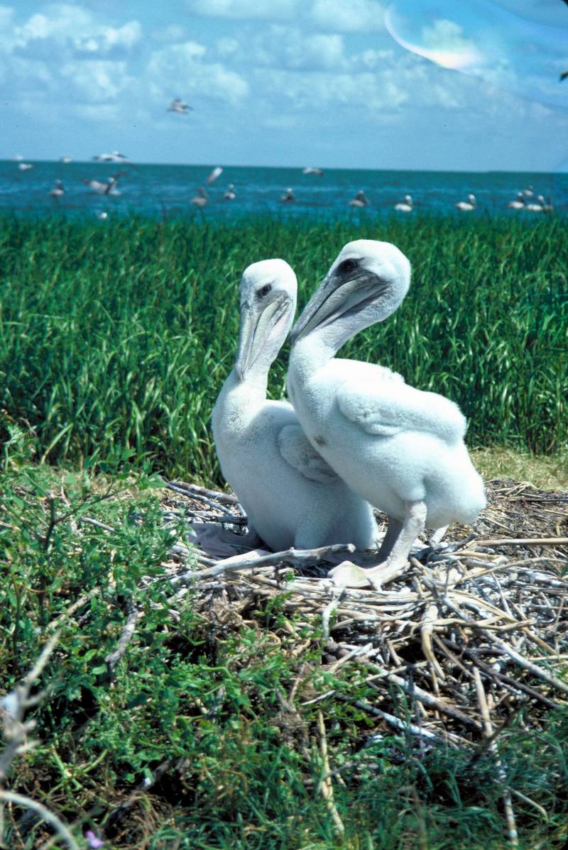 Brown Pelican juveniles on nest (Pelecanus occidentalis) {!--갈색사다새-->; DISPLAY FULL IMAGE.