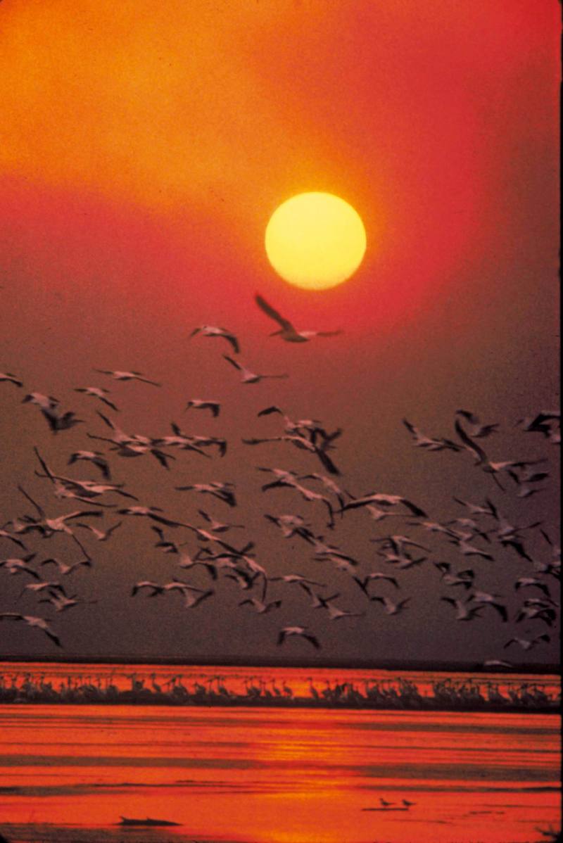 American White Pelican flock under sunset (Pelecanus erythrorhynchos) {!--아메리카흰사다새-->; DISPLAY FULL IMAGE.