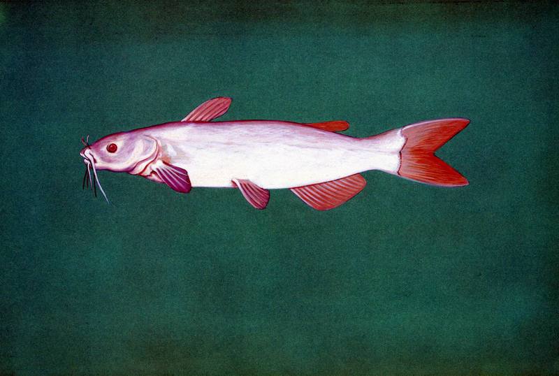 Albino Channel Catfish (Ictalurus punctatus) {!--붕메기,챤넬동자개,차넬메기-->; DISPLAY FULL IMAGE.