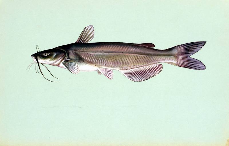 Channel Catfish (Ictalurus punctatus) {!--붕메기,챤넬동자개,차넬메기-->; DISPLAY FULL IMAGE.