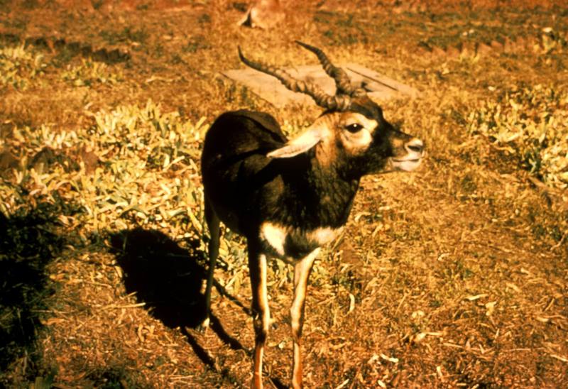 Blackbuck (Antilope cervicapra) {!--인도영양(─ 羚羊),인도흑영양,블랙벅-->; DISPLAY FULL IMAGE.