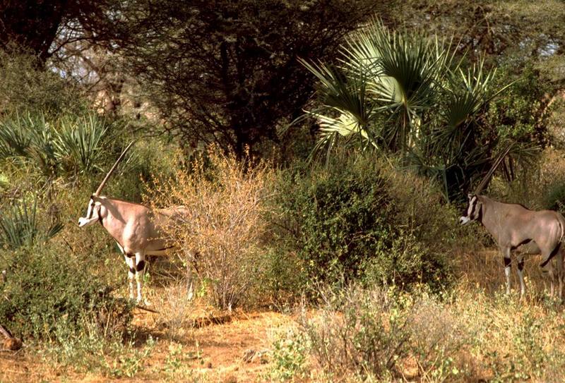 Beisa Oryx (Oryx gazella beisa) {!--베이사오릭스,겜스복영양(---羚羊)-->; DISPLAY FULL IMAGE.