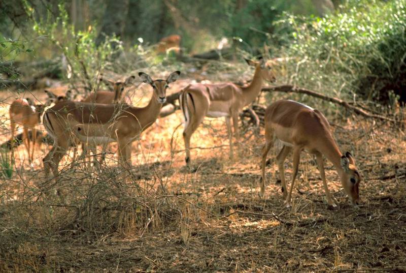 Impala herd (Aepyceros melampus) {!--임팔라영양-->; DISPLAY FULL IMAGE.