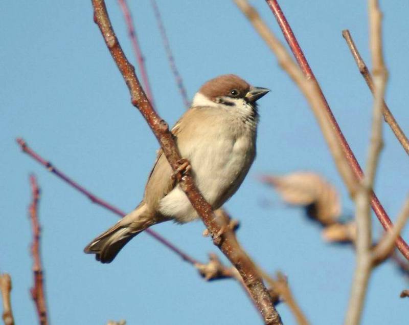Passer montanus (Tree Sparrow) {!--참새-->; DISPLAY FULL IMAGE.