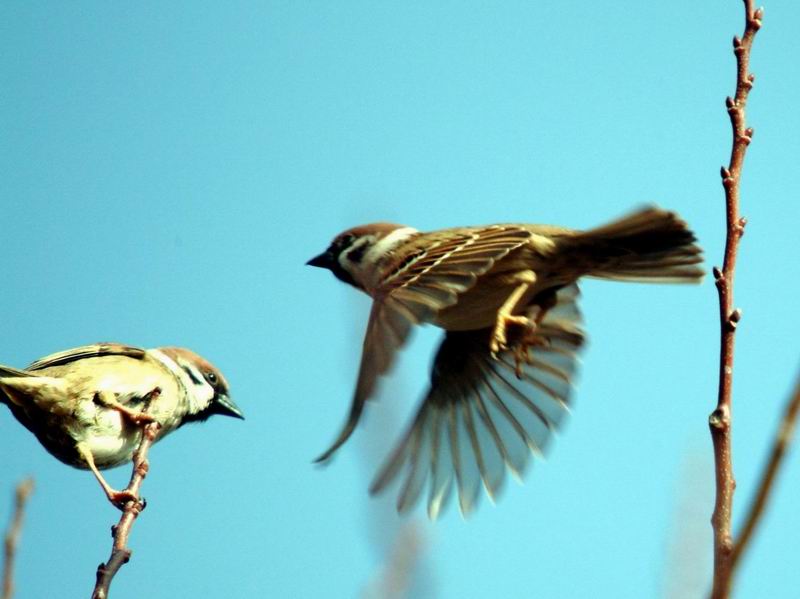 Passer montanus (Tree Sparrow) {!--참새의 비상-->; DISPLAY FULL IMAGE.