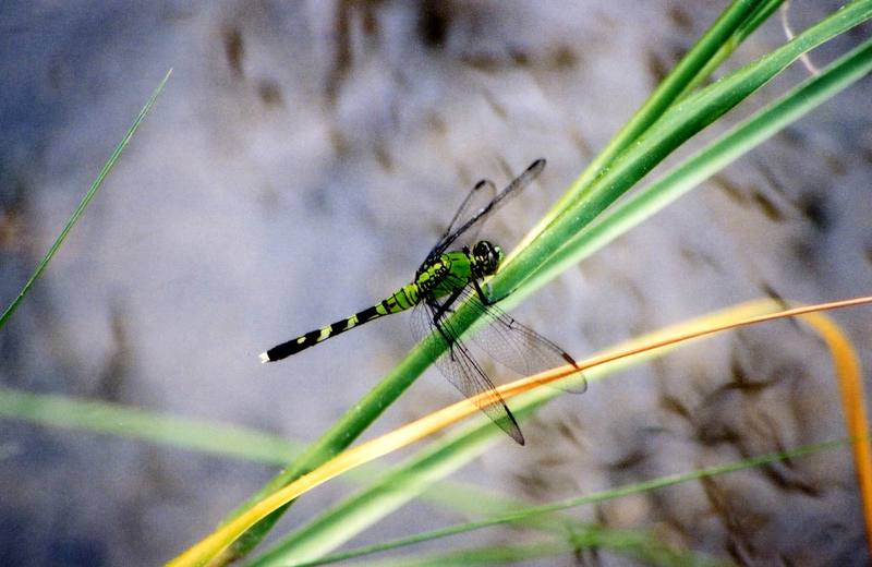 Eastern Pondhawk Dragonfly (Erythemis simplicicollis) {!--밀잠자리류-->; DISPLAY FULL IMAGE.