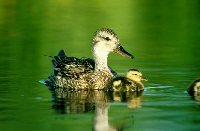 Gadwall duck & ducklings (Anas strepera) {!--알락오리-->; DISPLAY FULL IMAGE.