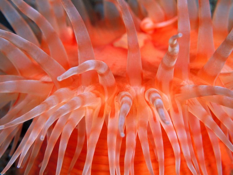 [Daily Photos CD03] Sea Anemone Tentacles; DISPLAY FULL IMAGE.