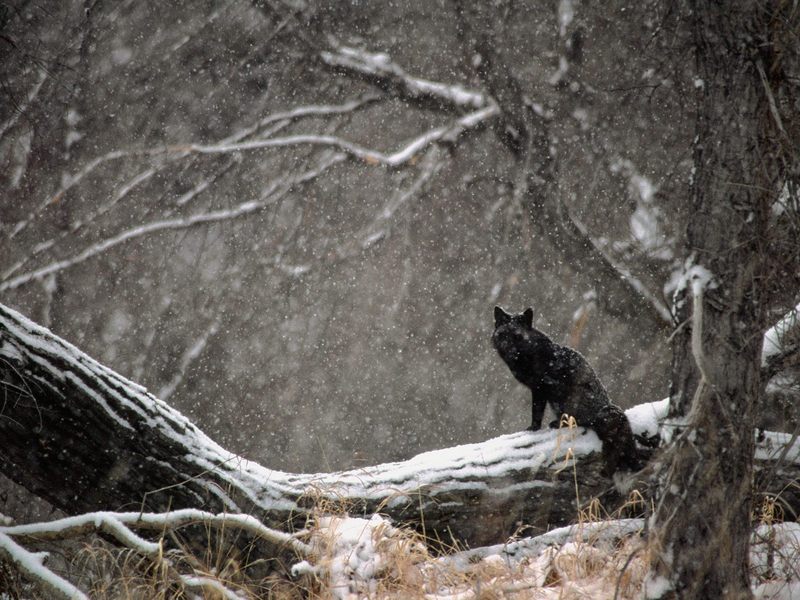 [Daily Photos CD03] Black Phase Red Fox in Snowstorm; DISPLAY FULL IMAGE.