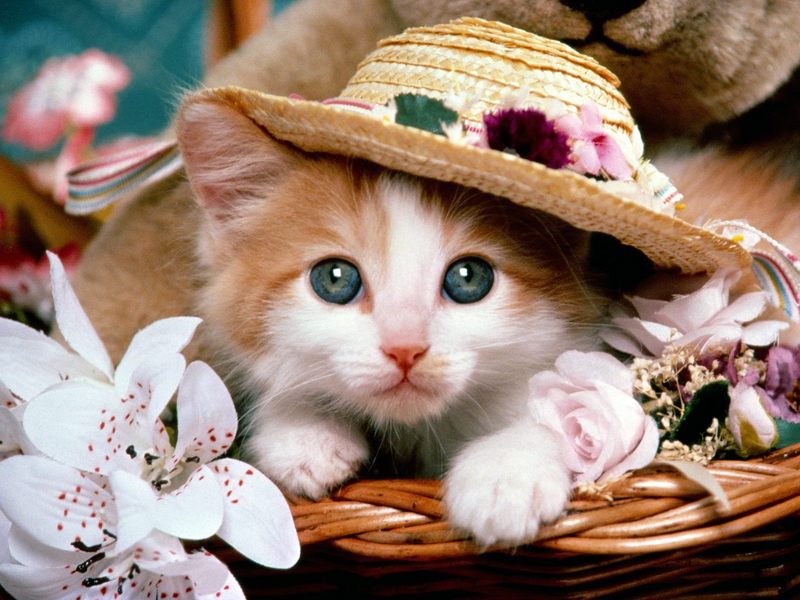 [Daily Photos CD03] Cat Fancy (Kitten); DISPLAY FULL IMAGE.