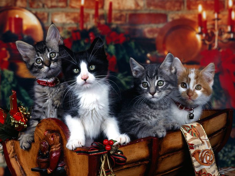 [Daily Photos CD03] Christmas Kittens; DISPLAY FULL IMAGE.