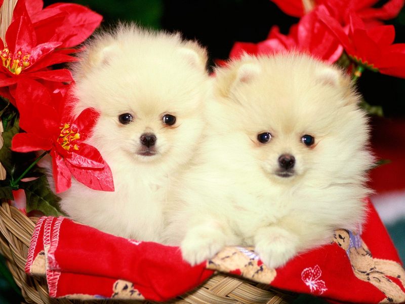 [Daily Photos CD03] Christmas Pomeranian Puppies; DISPLAY FULL IMAGE.