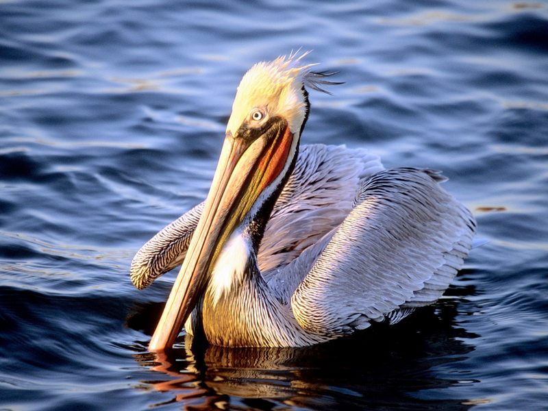 [Daily Photos CD03] Easy Waters, Brown Pelican; DISPLAY FULL IMAGE.