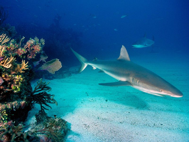 [Daily Photos CD03] Gray Reef Shark; DISPLAY FULL IMAGE.