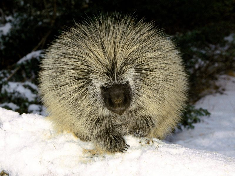 [Daily Photos CD03] North American Porcupine; DISPLAY FULL IMAGE.