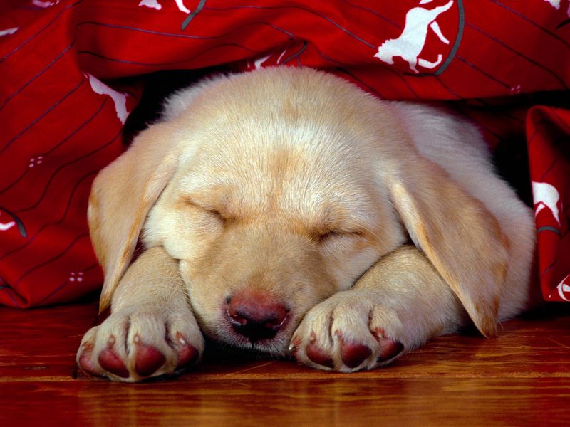 [Daily Photos CD03] Labrador Retriever Puppy Dreams; DISPLAY FULL IMAGE.