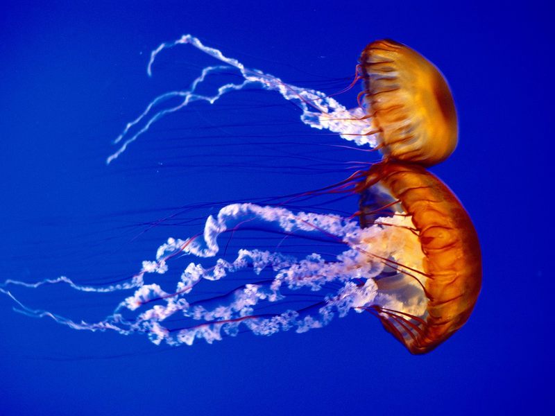 [Daily Photos CD03] Sea Nettles, Jellifishes; DISPLAY FULL IMAGE.