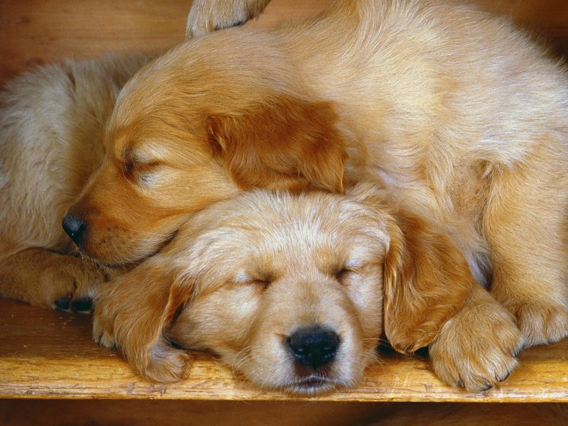[Daily Photos CD03] Sleepy Pups; DISPLAY FULL IMAGE.