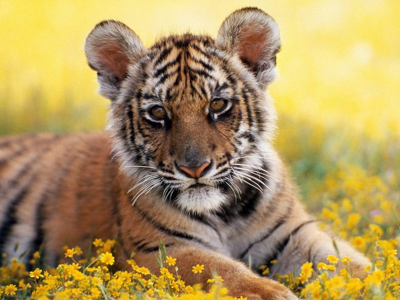 [Daily Photos CD03] Tiger Cub; DISPLAY FULL IMAGE.