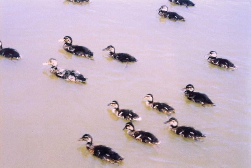 Young Mallard ducklings (Anas platyrhynchos) {!--청둥오리-->; DISPLAY FULL IMAGE.