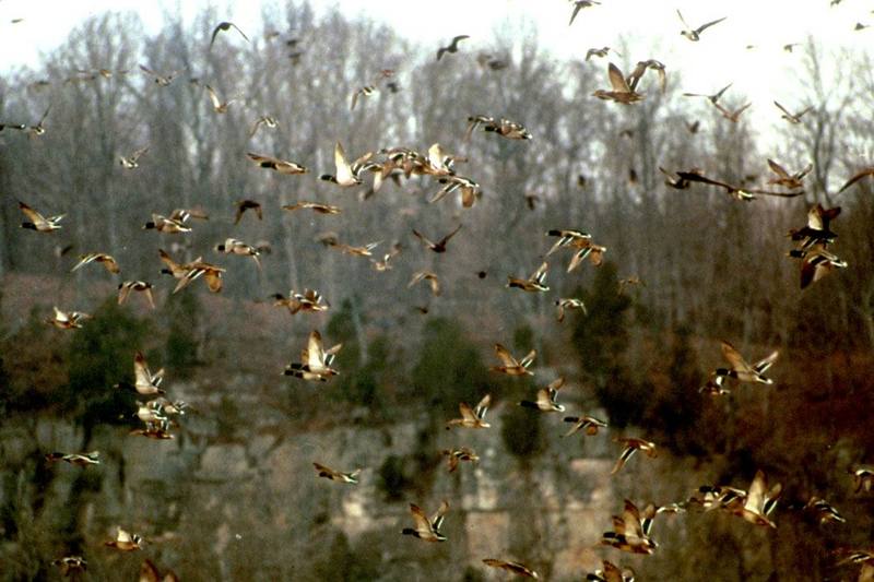 Mallard flock in flight (Anas platyrhynchos) {!--청둥오리-->; DISPLAY FULL IMAGE.