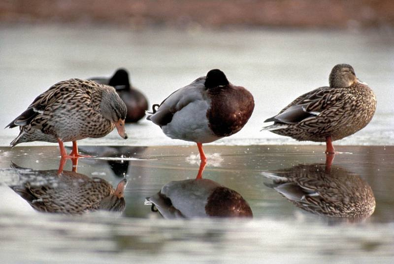 Mallard ducks (Anas platyrhynchos) {!--청둥오리-->; DISPLAY FULL IMAGE.