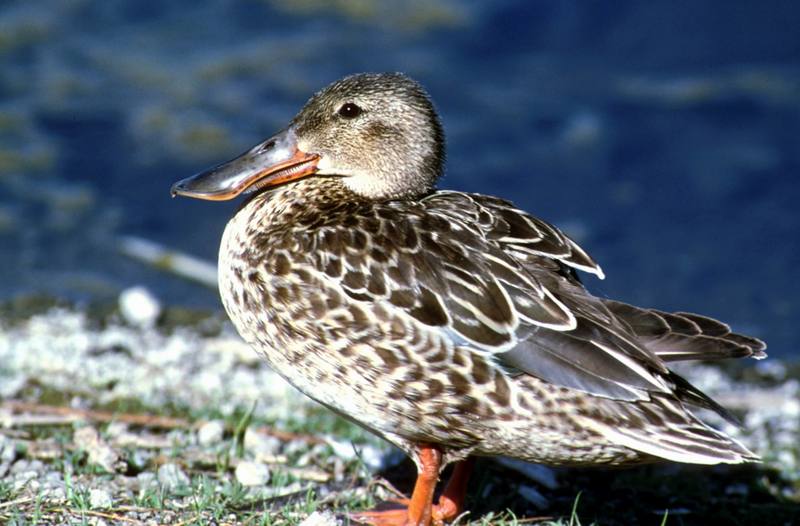 Northern Shoveler hen (Anas clypeata) {!--넓적부리-->; DISPLAY FULL IMAGE.