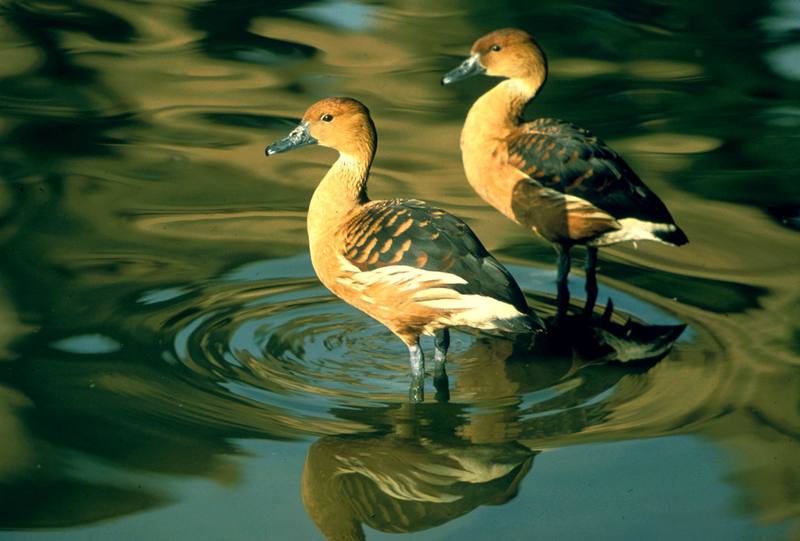 Fulvous Whistling-duck pair (Dendrocygna bicolor) {!--노랑유구오리(노랑고니오리)-->; DISPLAY FULL IMAGE.