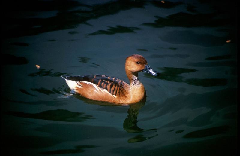 Fulvous Whistling-duck (Dendrocygna bicolor) {!--노랑유구오리(노랑고니오리)-->; DISPLAY FULL IMAGE.