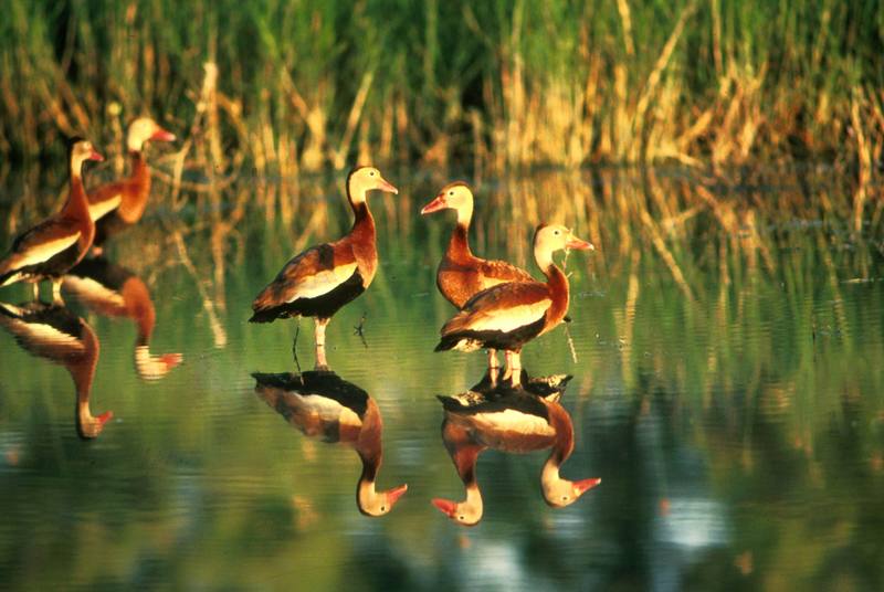 Whistling-duck flock (Dendrocygna sp.) {!--유구오리(고니오리)-->; DISPLAY FULL IMAGE.