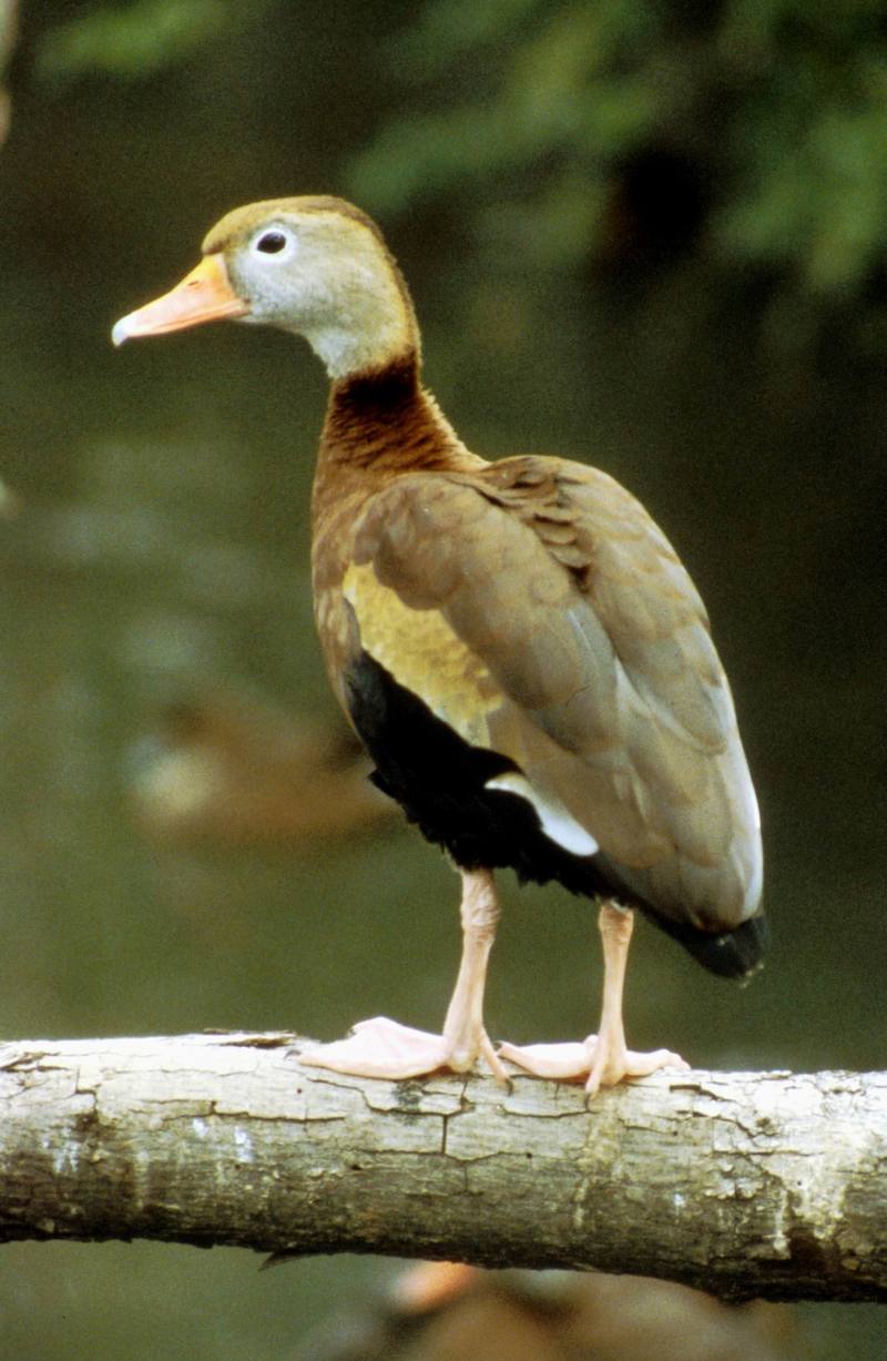 Black-bellied Whistling-duck (Dendrocygna autumnalis) {!--검은배유구오리(검은배고니오리)-->; DISPLAY FULL IMAGE.