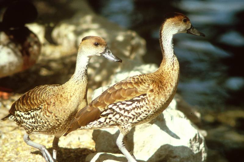 Whistling-duck duo (Dendrocygna sp.) {!--유구오리(고니오리)-->; DISPLAY FULL IMAGE.