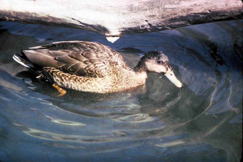 Hawaiian Duck, Koloa (Anas wyvilliana) {!--하와이청둥오리(암컷)-->; DISPLAY FULL IMAGE.