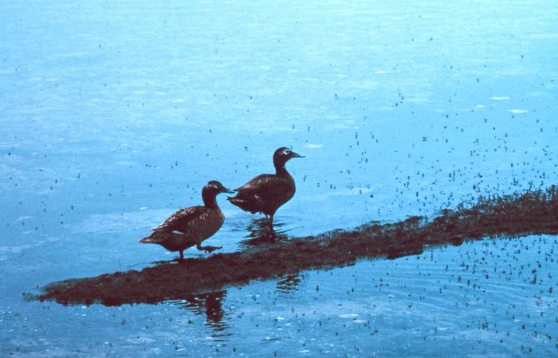 Laysan Duck pair (Anas laysanensis) {!--레이산청둥오리-->; DISPLAY FULL IMAGE.