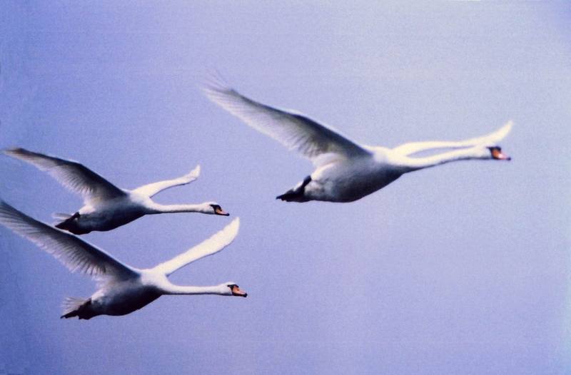 Mute Swan trio in flight (Cygnus olor) {!--혹고니-->; DISPLAY FULL IMAGE.