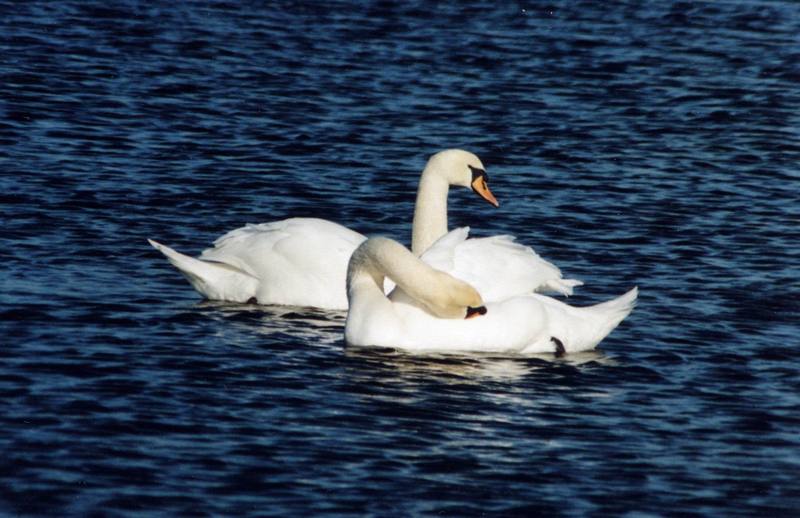 Mute Swans (Cygnus olor) {!--혹고니-->; DISPLAY FULL IMAGE.