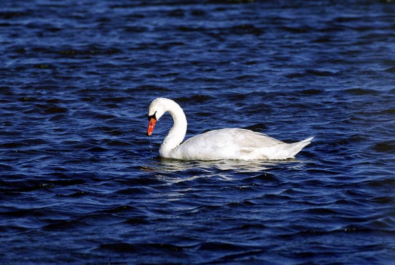 Mute Swan (Cygnus olor) {!--혹고니-->; DISPLAY FULL IMAGE.