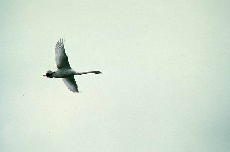 Trumpeter Swan in flight (Cygnus buccinator) {!--나팔수큰고니-->; DISPLAY FULL IMAGE.