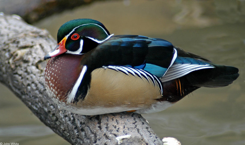 Critters - woodduck 2 (Wood Duck); DISPLAY FULL IMAGE.