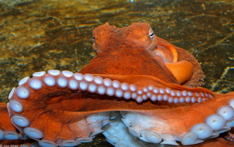 Critters - Giant Pacific Octopus (Octopus dofleini)5499; DISPLAY FULL IMAGE.