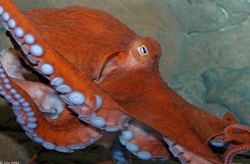 Giant Pacific Octopus (Octopus dofleini)5498; DISPLAY FULL IMAGE.