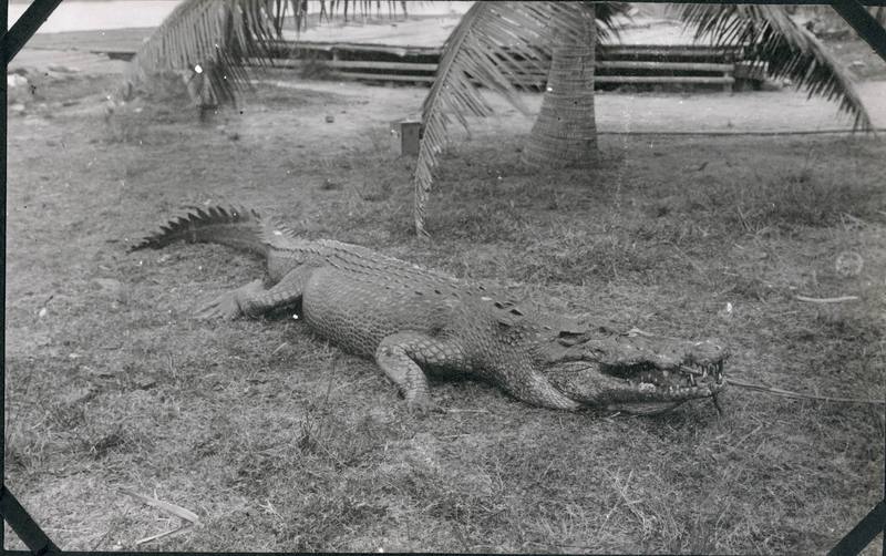 Saltwater Crocodile (Crocodylus porosus) {!--바다악어-->; DISPLAY FULL IMAGE.