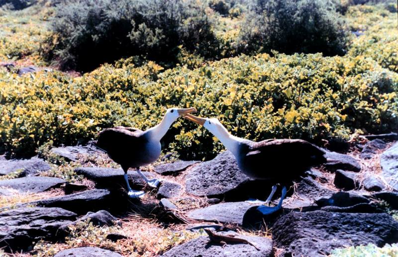 Waved Albatross pair (Diomedea irrorata) {!--갈라파고스알바트로스-->; DISPLAY FULL IMAGE.