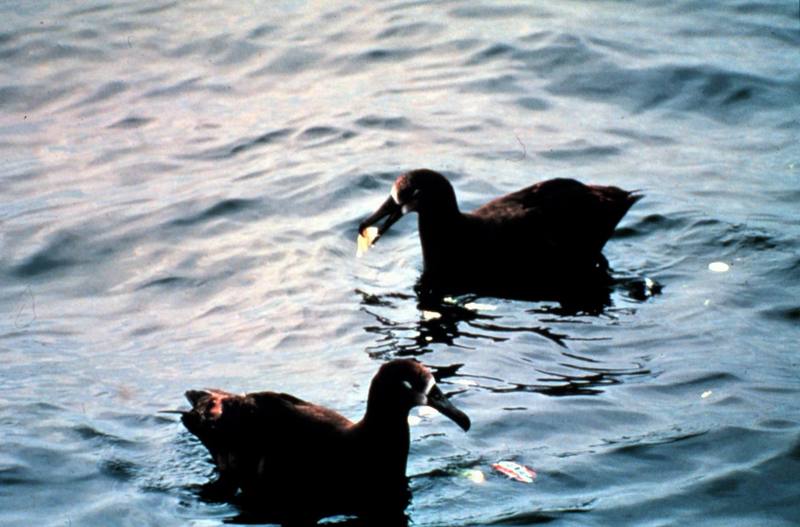 Black-footed Albatross pair (Diomedea nigripes) {!--검은발신천옹-->; DISPLAY FULL IMAGE.