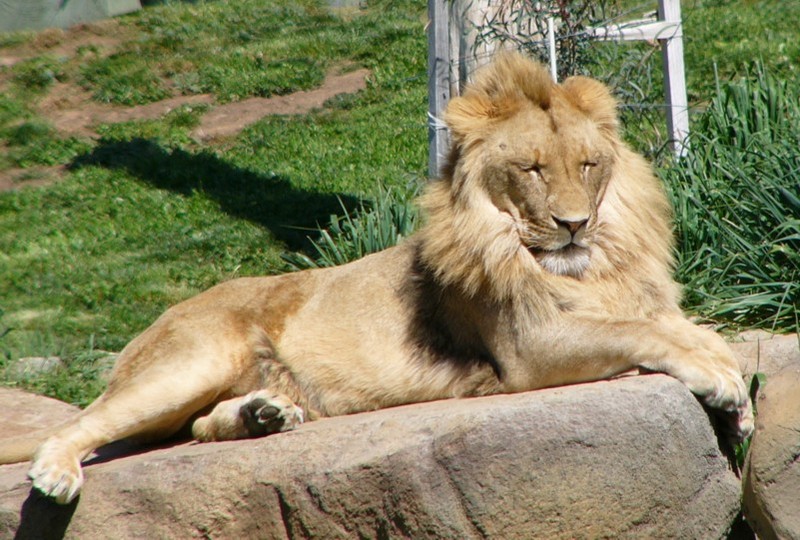 two brothers (lions) 3/4; DISPLAY FULL IMAGE.