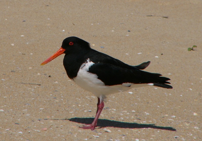 pied oystercatcher; DISPLAY FULL IMAGE.