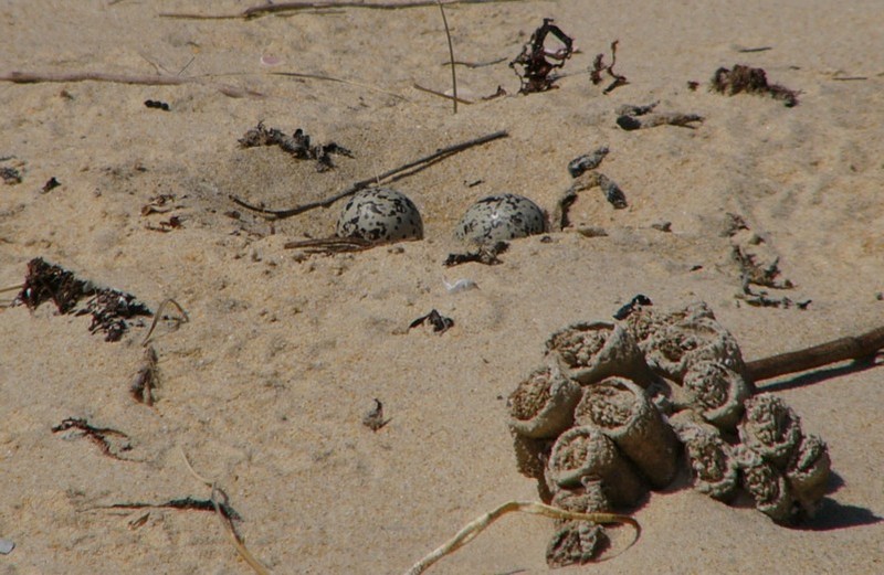 pied oystercatcher nest; DISPLAY FULL IMAGE.