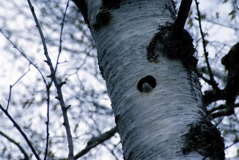 Tree Swallow (Tachycineta bicolor) {!--청둥제비-->; DISPLAY FULL IMAGE.